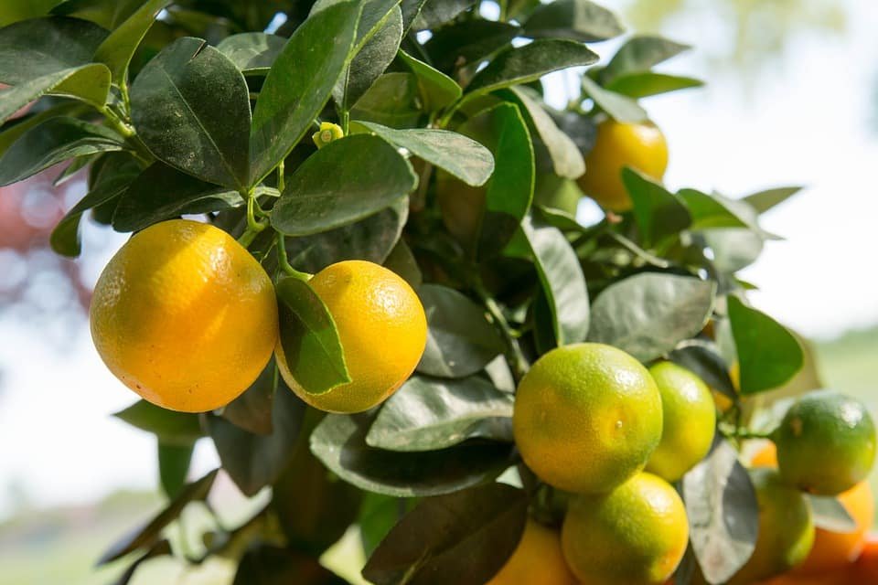 Le citron Kalamansi